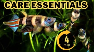 Clown Killifish Care Guide: In UNDER 4 Minute