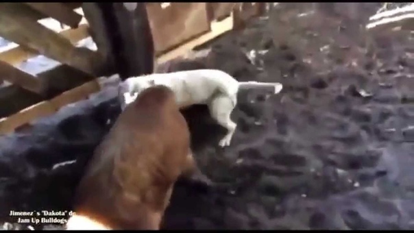 Homage to Jam Up Bulldogs Kennel. song by: Bruce Springsteen Born in the