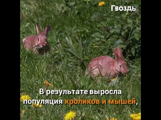 История о восстановлении волков в Йеллоустонском национальном парке