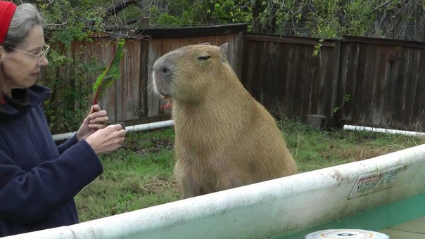 Cutest Capybara So Adorable in