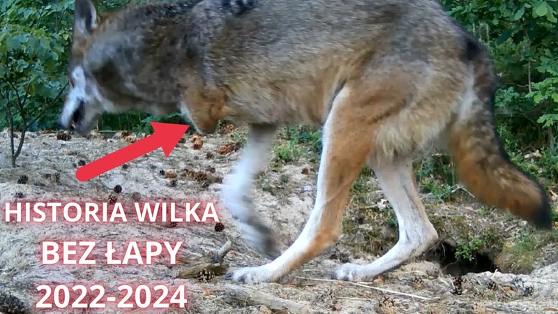 NIEZWYKŁ A HISTORIA WILKA BEZ JEDNEJ Ł APY 2022