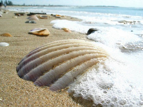 Марина Токмакова | Марганец