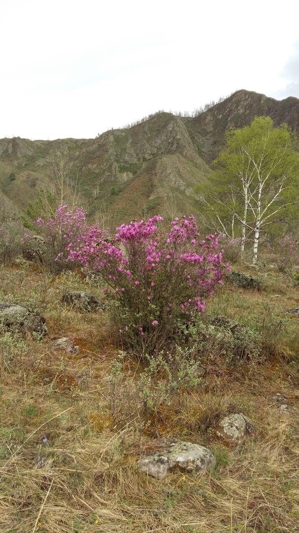 Ирина Бачурина | Новосибирск
