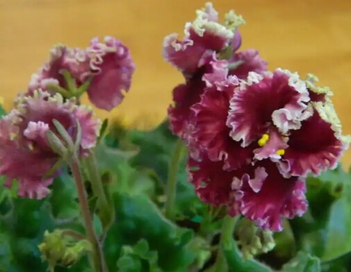 Сенполия АВ-Цыганская Свадьба спорт