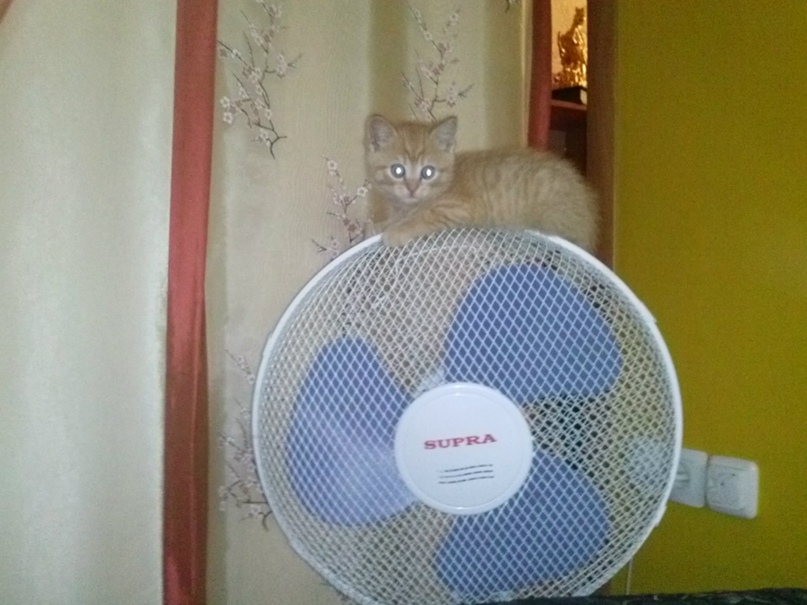 Елизавета Лисина |