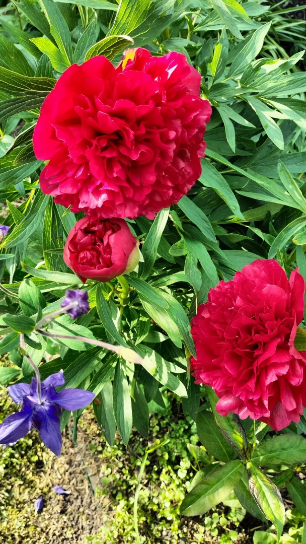 Ирина Груздева | Череповец