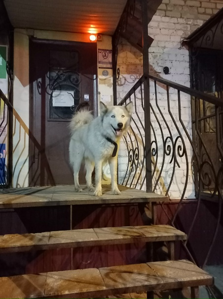 чья собака? бегает у магнита у дома. Анон.