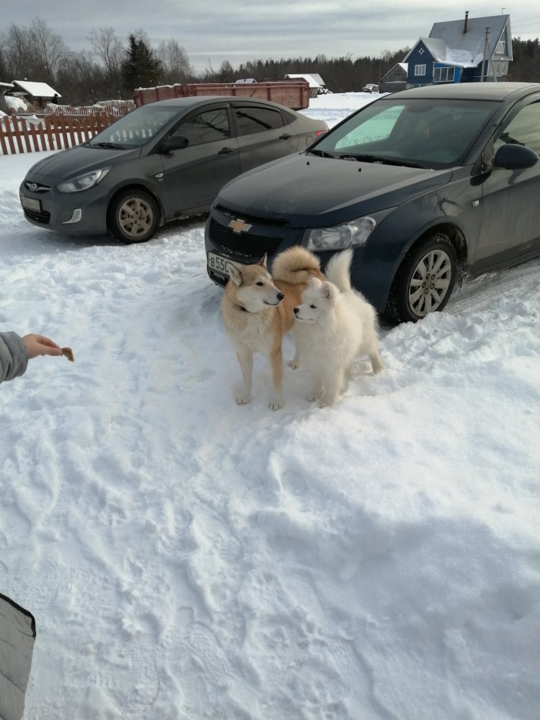 Людмила Белова Сергеевна | Вологда