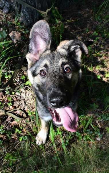 Очаровательный щенок ищет дом! Знакомьтесь, Тэхён 😎...