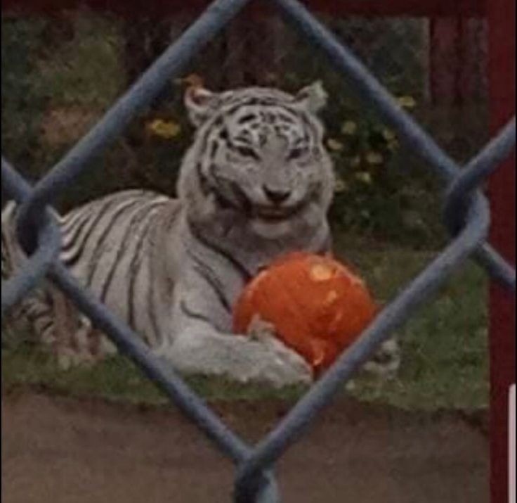 n4Bj-Hn_lDs.jpg?size=736x715&quality=96&sign=3f7f4b87b5308b89676f15583171c8fb&type=album