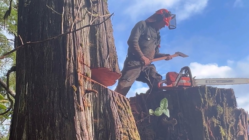 Another great day in the bush, old growth cedar