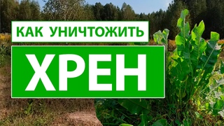 Как уничтожить ХРЕН на своем участке / 100% гарантия борьбы с сорняками