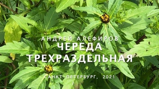 Череда трехраздельная. Алефиров А.Н.