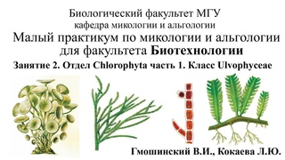 Малый практикум для студентов ф-та Биотехнологии. 2 занятие. Отдел Chlorophyta 1 часть