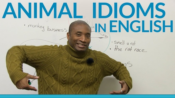 Animal idioms and expressions in