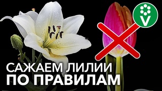 ОСЕННЯЯ ПОСАДКА ЛИЛИЙ: ОШИБКИ.