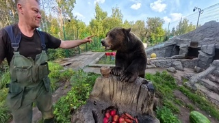 Медведь Мансур ест вкусный арбуз на завтрак🐻🍉 Mansur  bear has a delicious watermelon breakfast 🐻🍉
