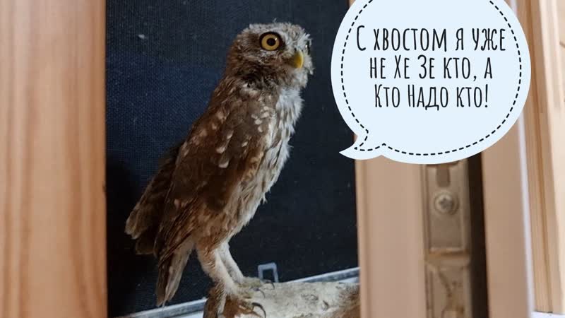 У сыча ХЗ отрос новый целый хвост Очень лохматенькая