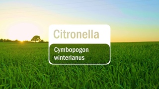 doTERRA Citronella (Translated Subtitles)