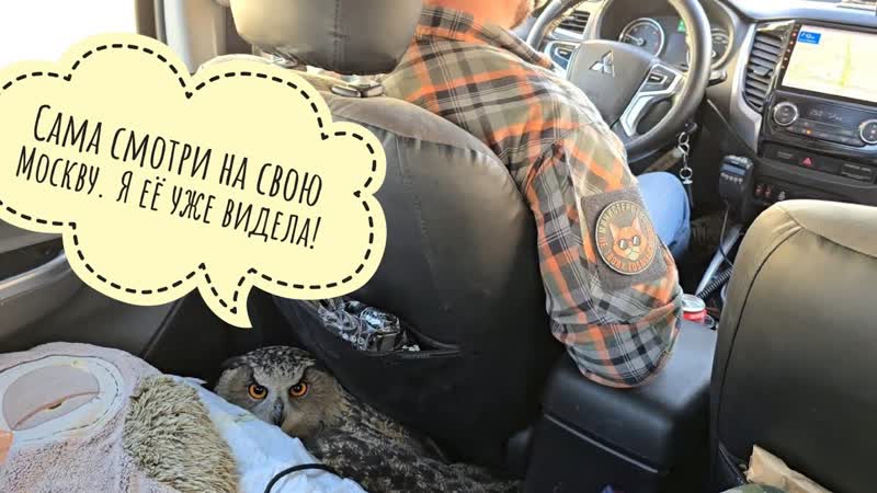 Сова Ёль очень недовольна поездкой по Москве. Пришлось