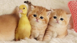 Why I don't have a Whiskers like yours Episode 2 (Kittens and duckling)