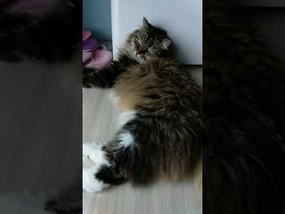 Ну вроде сдружились #shorts