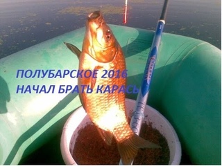 Полубарское 2016,карась клюет