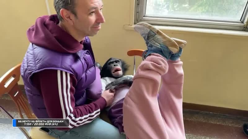 ОНЛАЙН, ШИМПАНЗЕ Боня и ДАН ЗАПАШНЫЙ в фойе Тбилисского