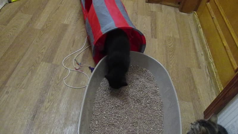 Котята знакомятся с