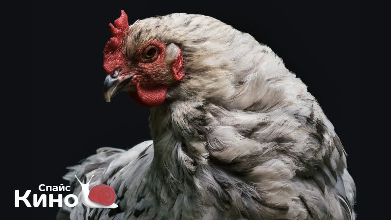 Сколько живут домашние куры. Срок жизни курицы. Куры. Курица несушка. Декоративная куры квартирные.