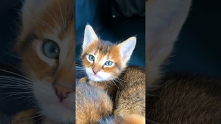 На кого похожи эти котята чаузи? 😻