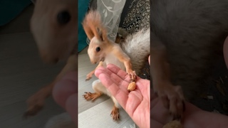 Как Белка просит помощи😂 #animals #fyp