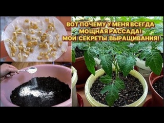 У МЕНЯ ВСЕГДА МОЩНАЯ РАССАДА! РАСКРЫВАЮ СВОИ СЕКРЕТЫ ВЫРАЩИВАНИЯ! СИЛЬНАЯ РАССАДА БЕЗ ОСОБЫХ ЗАТРАТ