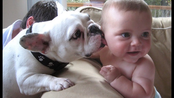 Dog Loves Baby Funny French Bulldog and Baby Videos Compilation 99 People