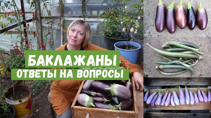 Баклажаны с успехом 100 Ответы на вопросы