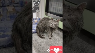 #shorts Опа Неправильные  Котики Подборка#котэ #смешныекоты