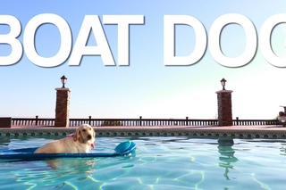 boat dog