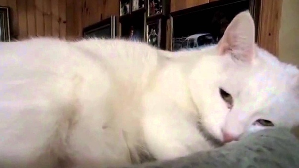Ultimate Cat